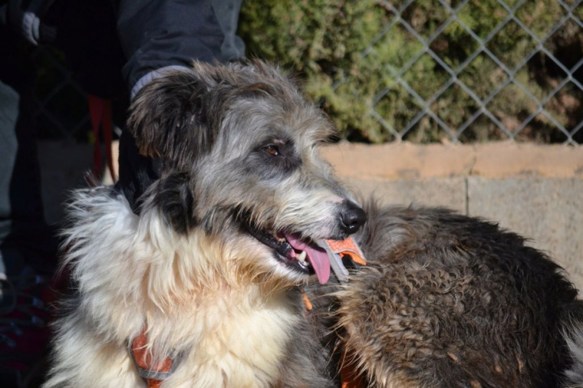 Photo #1 de CHOPO, un Amour de chien !