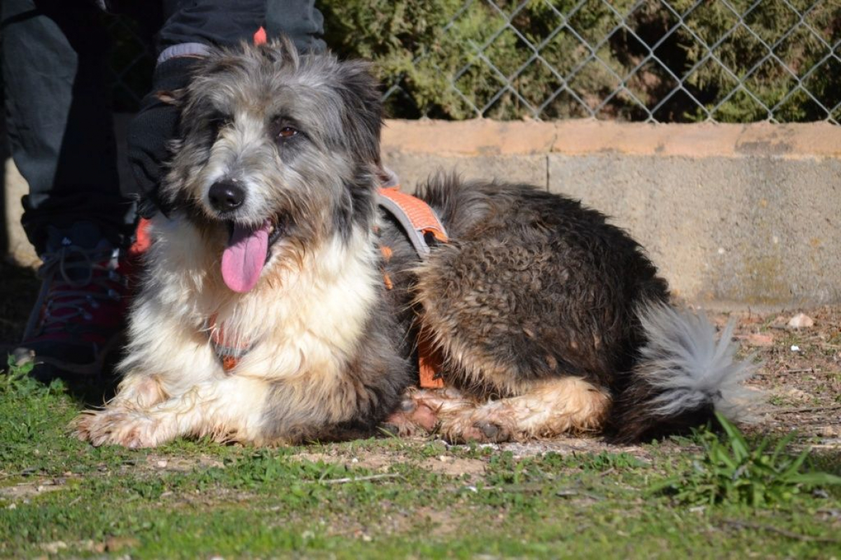 Photo #2 de CHOPO, un Amour de chien !