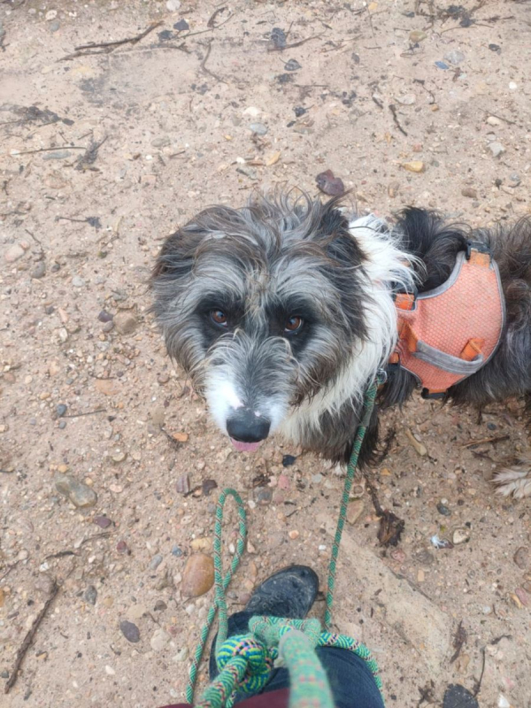 Photo #4 de CHOPO, un Amour de chien !