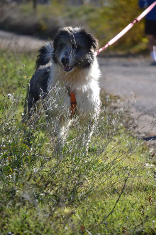 Photo #5 de CHOPO, un Amour de chien !