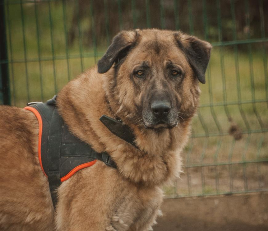Photo #5 de Aslan
