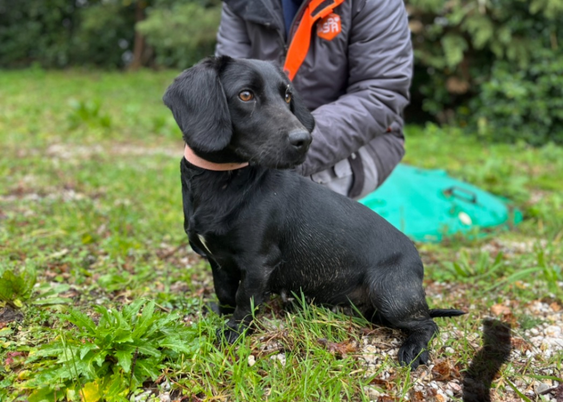 Photo #1 de Princesse