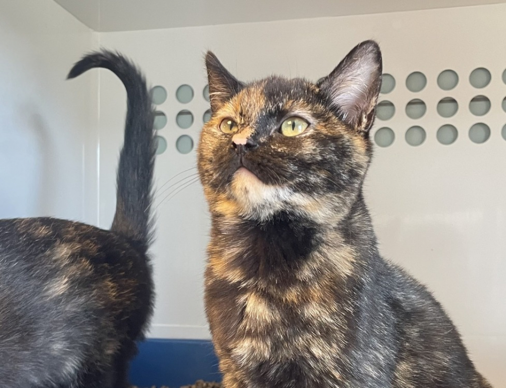 Photo de Jessie-certeire