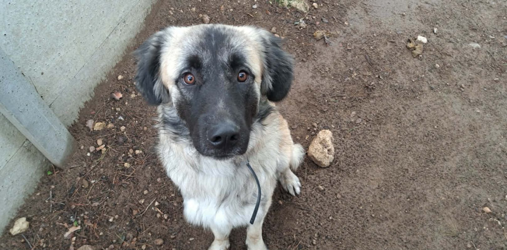 Hatchi - Chien à adopter à Flayosc (83) - Animaux.fr