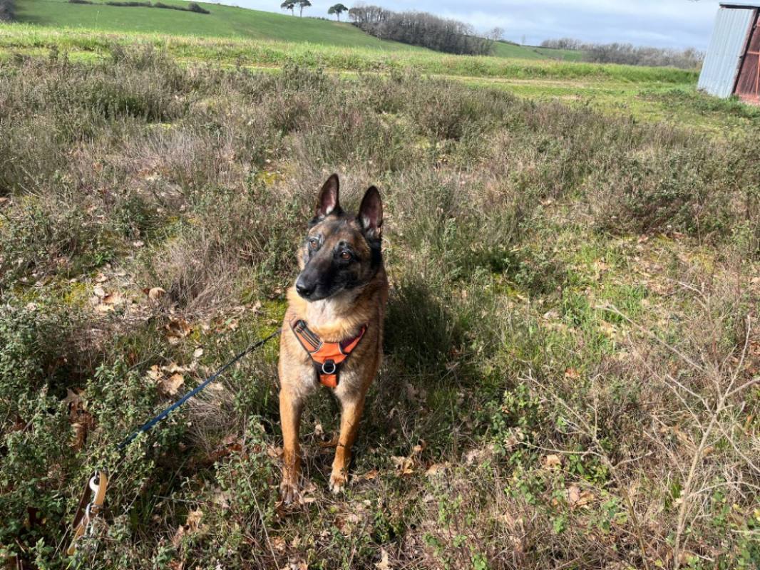 Photo #4 de Black ii