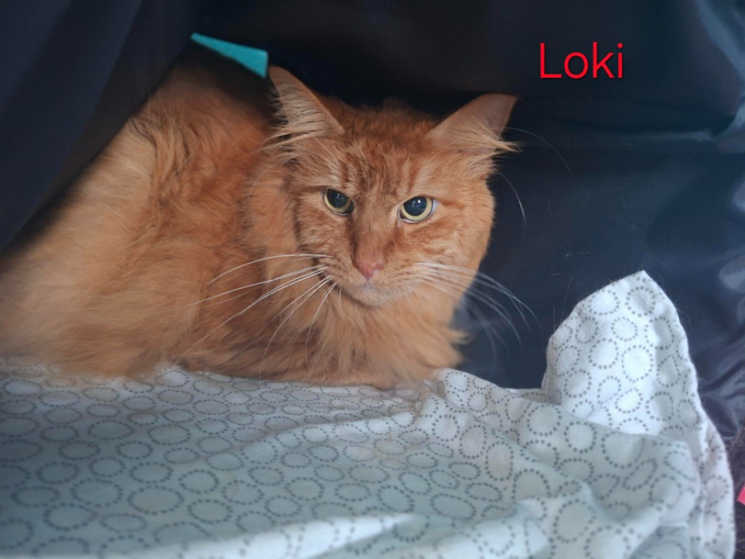 Photo de Loki