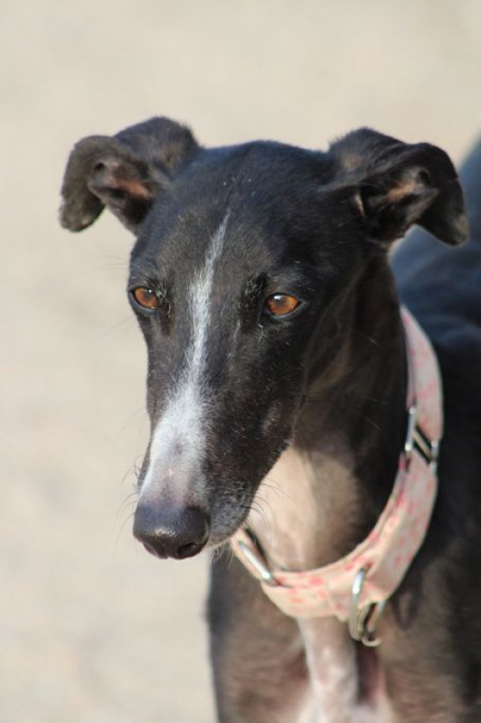 Photo #1 de ABRIL 1an et demi, galga espagnole