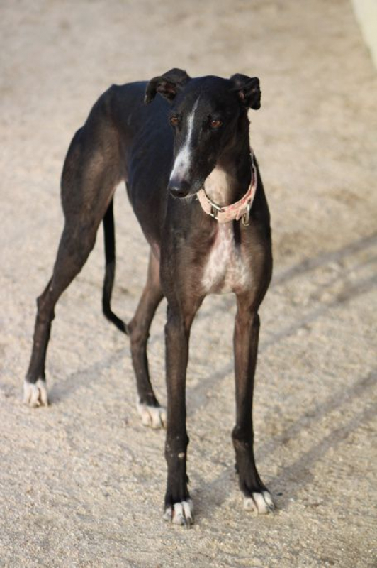 Photo #2 de ABRIL 1an et demi, galga espagnole