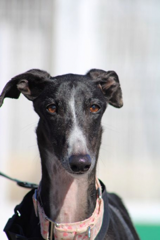 Photo #3 de ABRIL 1an et demi, galga espagnole