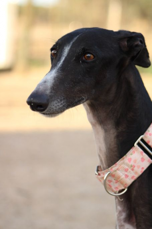 Photo #4 de ABRIL 1an et demi, galga espagnole