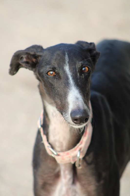 Photo #5 de ABRIL 1an et demi, galga espagnole