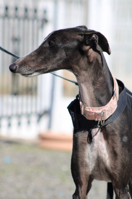 Photo #6 de ABRIL 1an et demi, galga espagnole