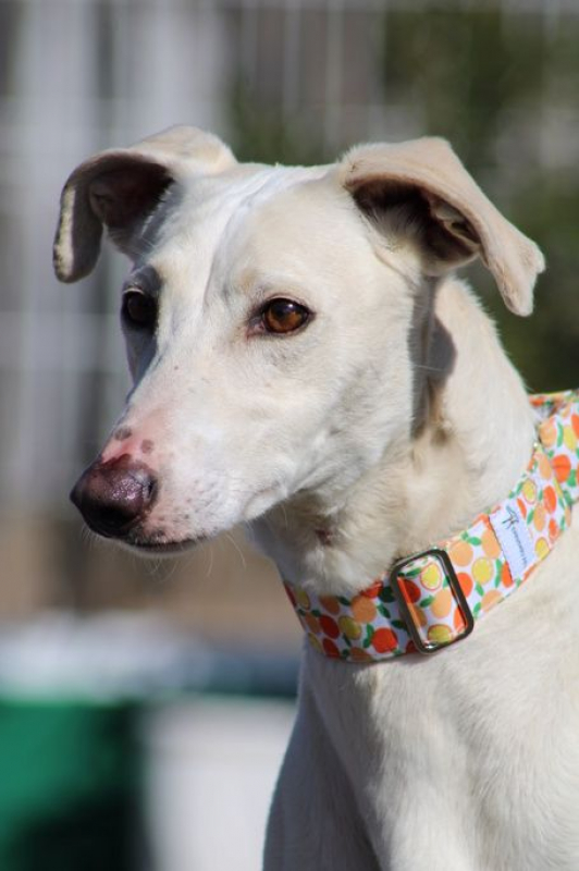 Photo #1 de DUQUI, Magnifique et grand galgo blanc