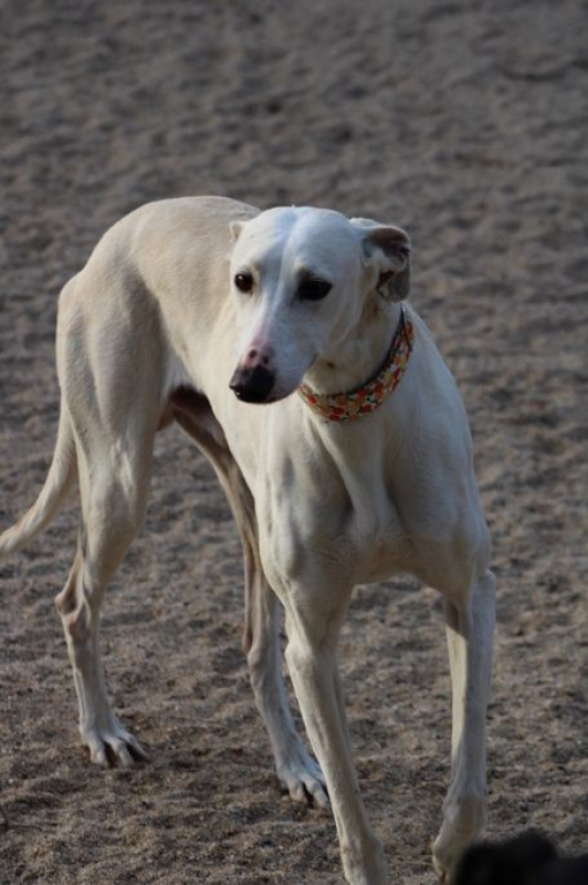 Photo #2 de DUQUI, Magnifique et grand galgo blanc