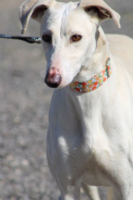 Photo #3 de DUQUI, Magnifique et grand galgo blanc