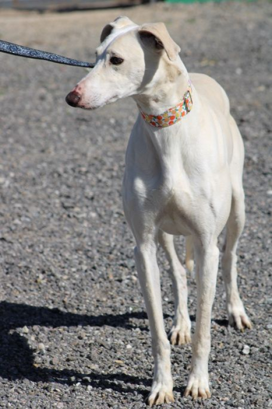 Photo #4 de DUQUI, Magnifique et grand galgo blanc