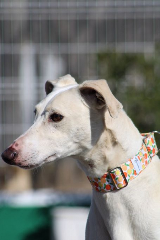 Photo #5 de DUQUI, Magnifique et grand galgo blanc