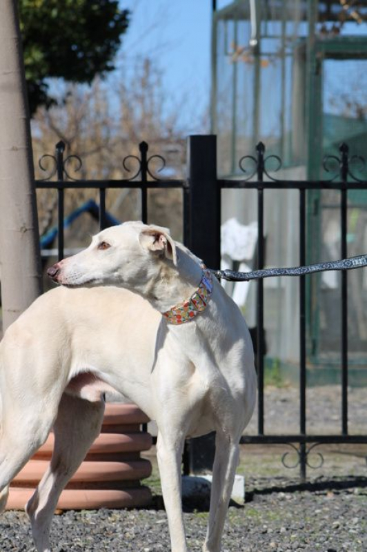 Photo #6 de DUQUI, Magnifique et grand galgo blanc