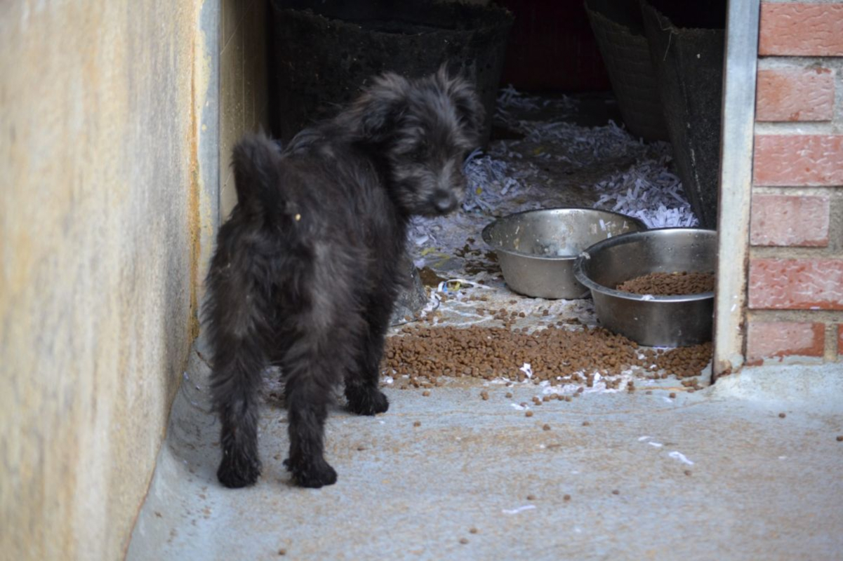 Photo #1 de ENYA, Adorable chiot femelle croisée border collie