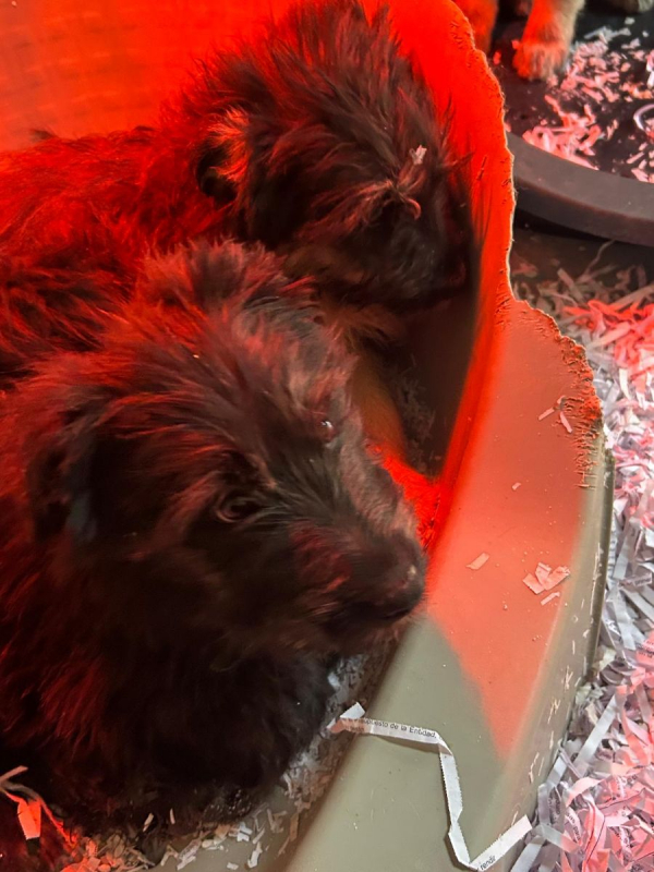 Photo #2 de ENYA, Adorable chiot femelle croisée border collie