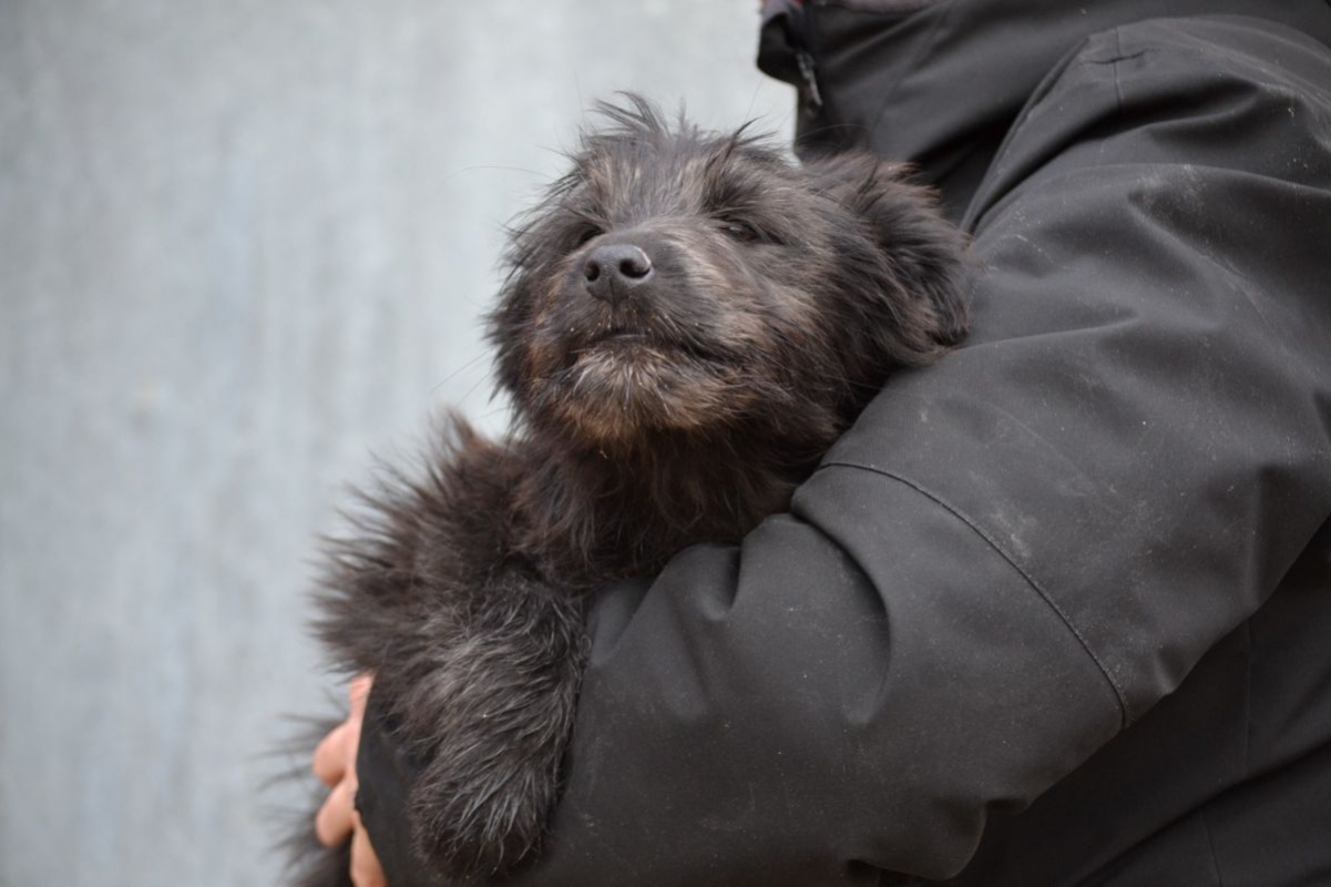Photo #4 de ENYA, Adorable chiot femelle croisée border collie