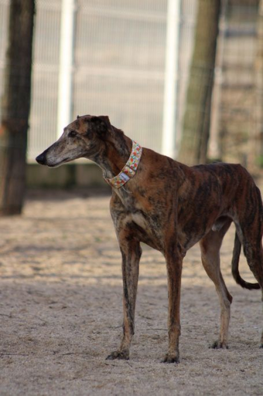 Photo #2 de MULI 6 ans, magnifique galgo bringé