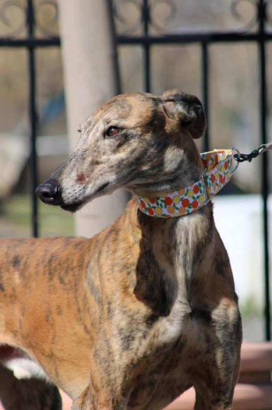 Photo #4 de MULI 6 ans, magnifique galgo bringé
