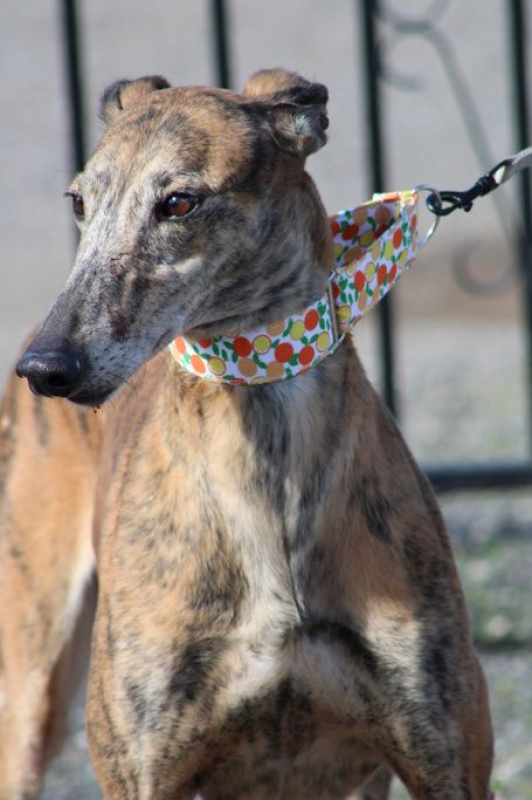 Photo #5 de MULI 6 ans, magnifique galgo bringé