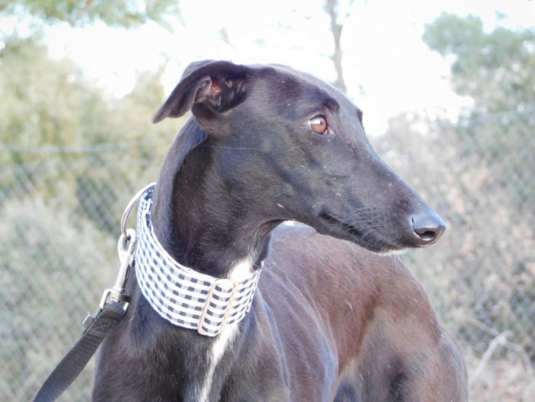 Photo #1 de NANI 2 ans, une beauté noire