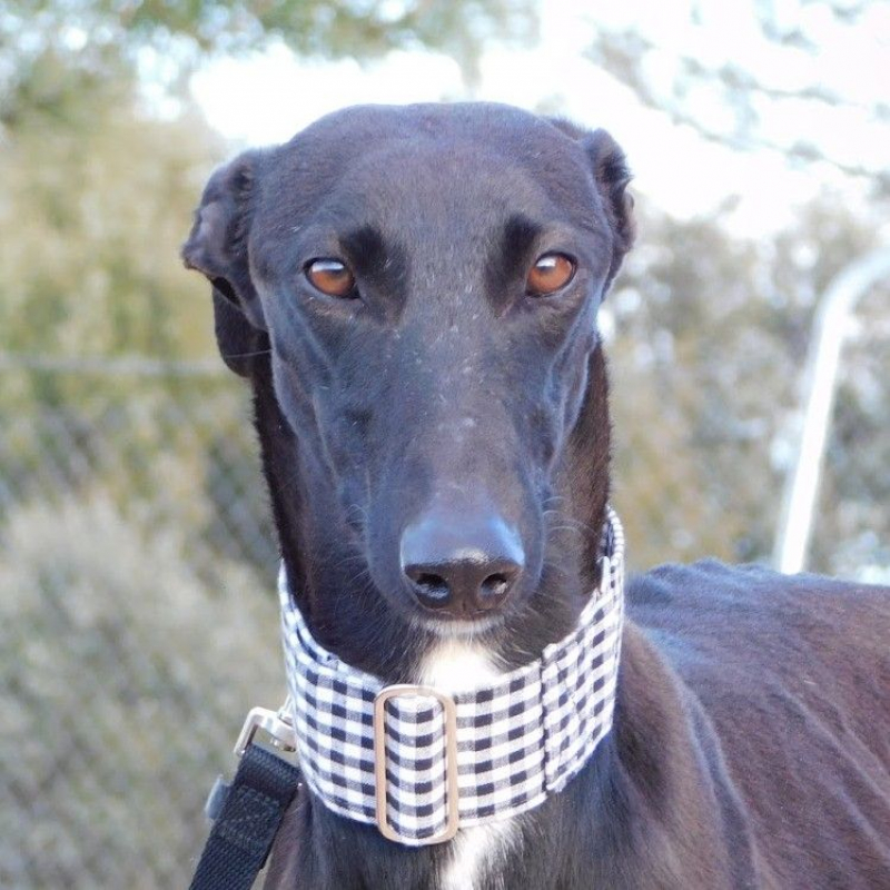 Photo #2 de NANI 2 ans, une beauté noire