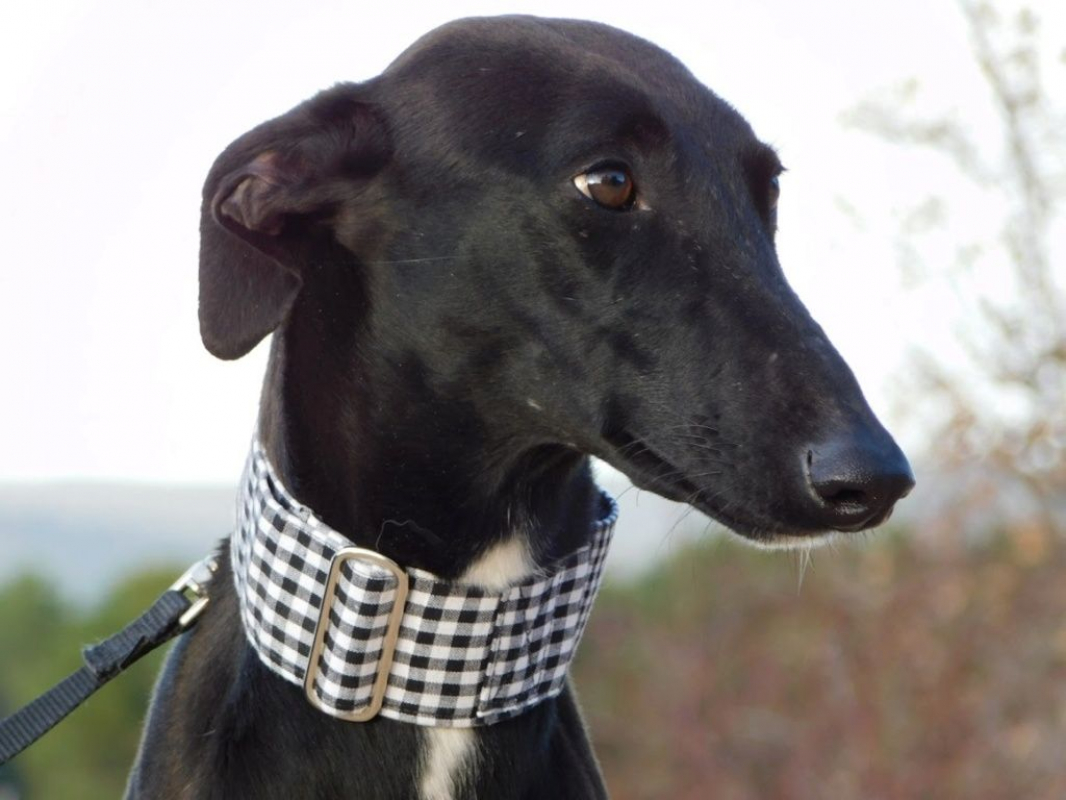 Photo #3 de NANI 2 ans, une beauté noire