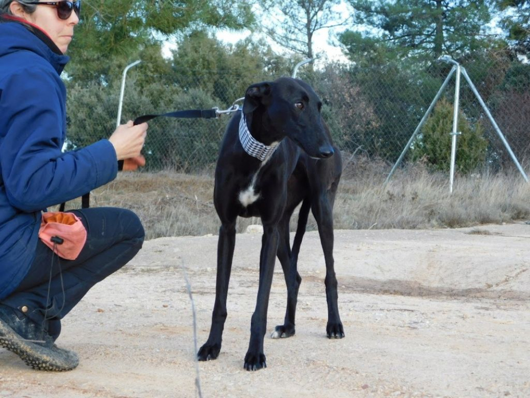 Photo #6 de NANI 2 ans, une beauté noire