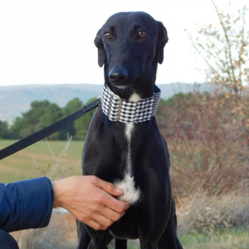 Photo #7 de NANI 2 ans, une beauté noire