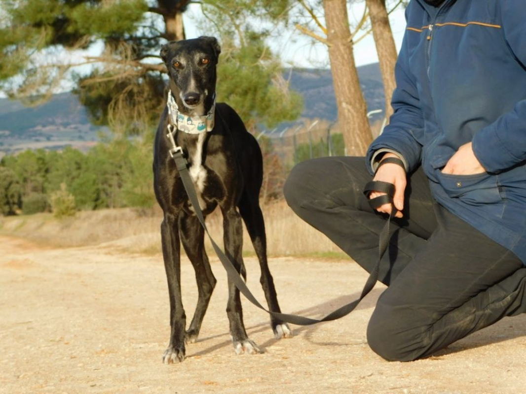 Photo #1 de VERA, galga espagnole de 5 ans