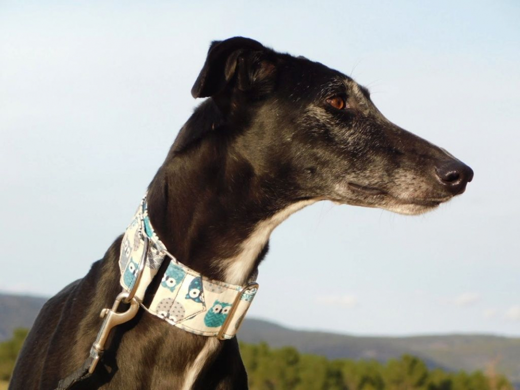 Photo #2 de VERA, galga espagnole de 5 ans