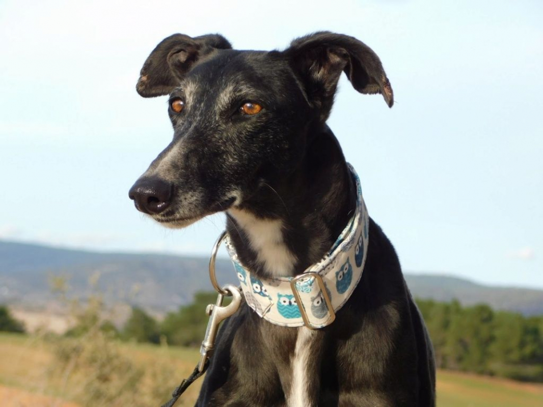 Photo #3 de VERA, galga espagnole de 5 ans