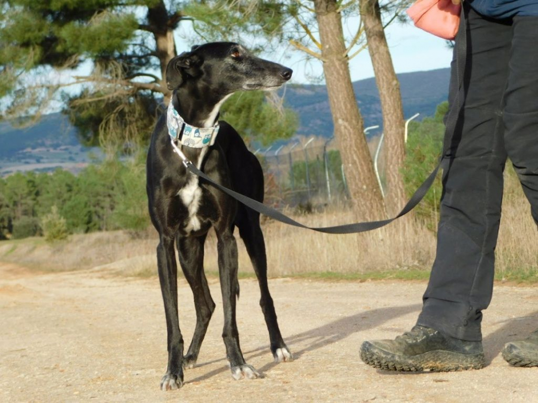 Photo #4 de VERA, galga espagnole de 5 ans