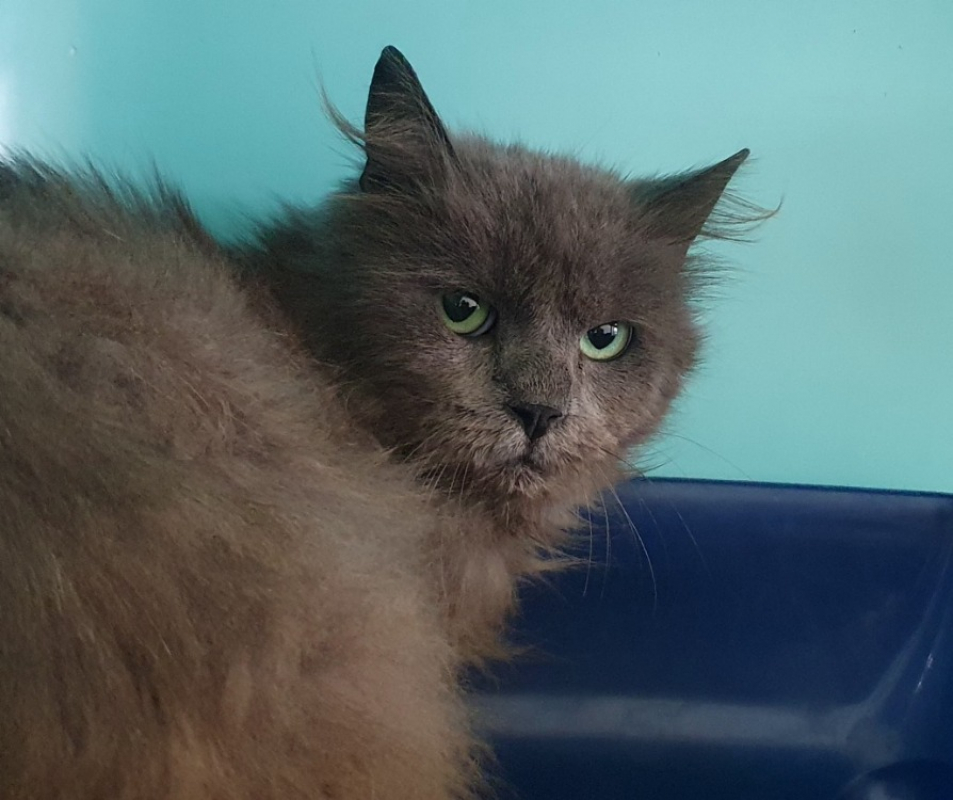 Photo #1 de Obrigado