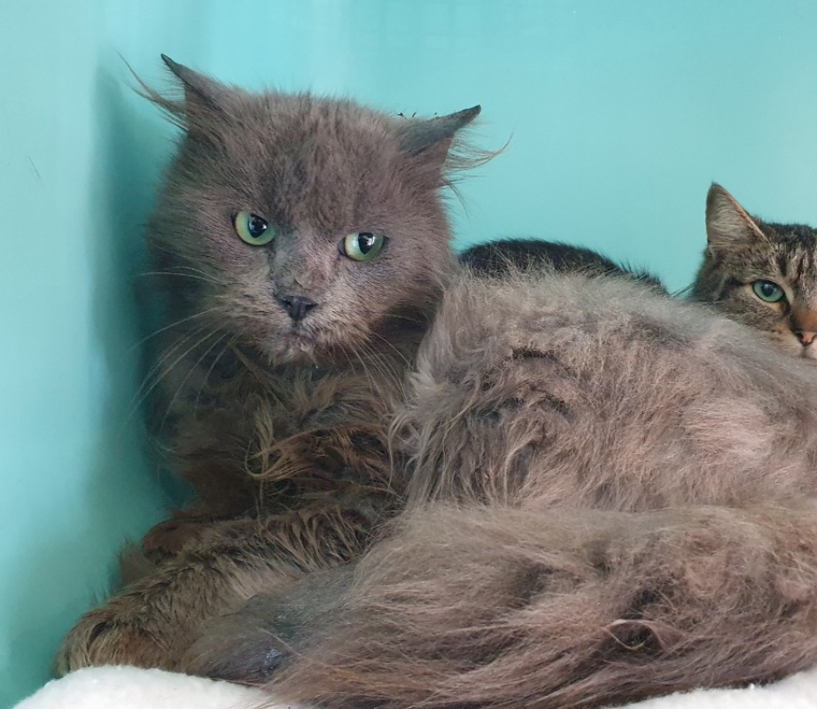 Photo #2 de Obrigado