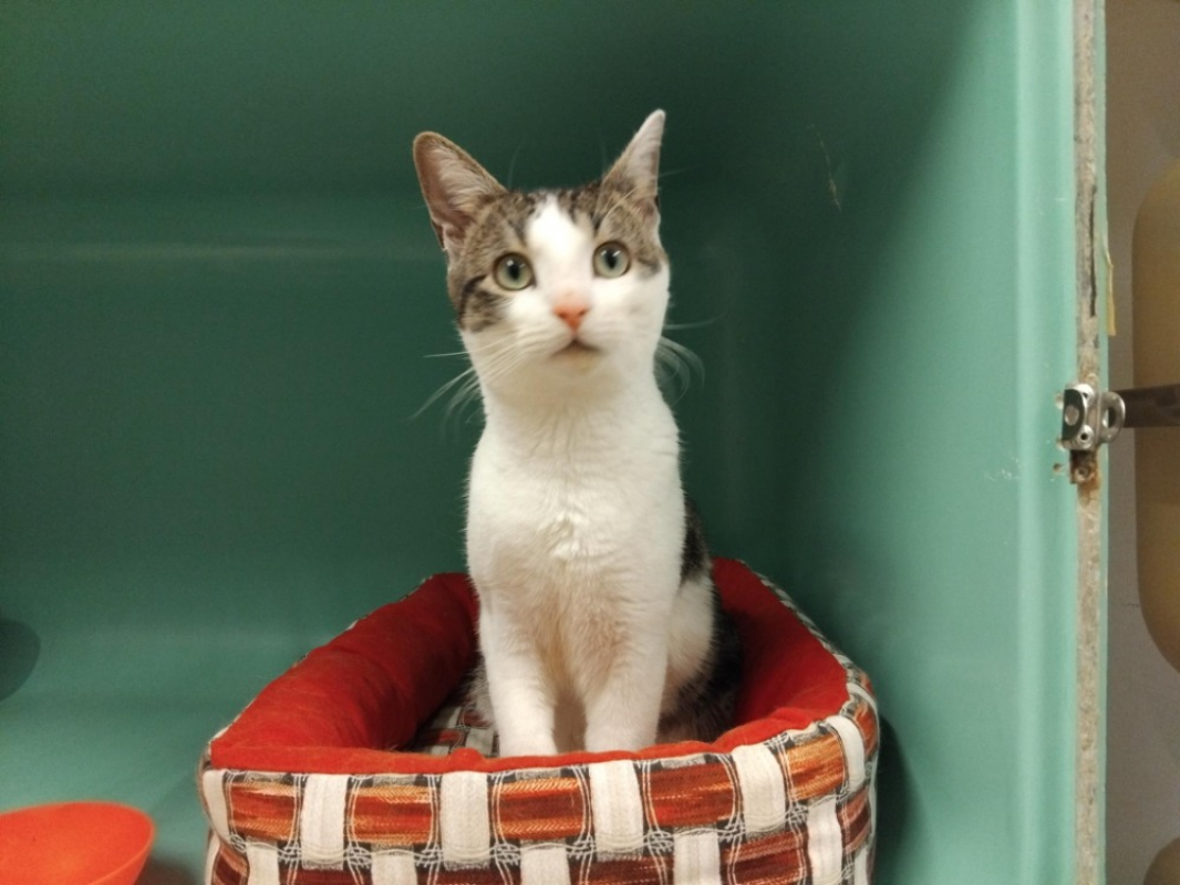 Photo #1 de Foccacio