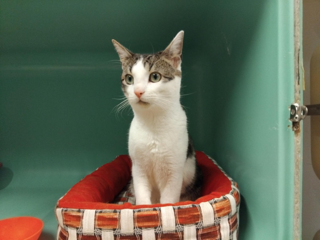 Photo #2 de Foccacio