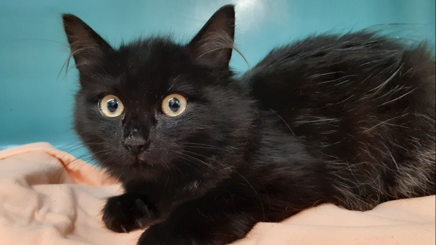 Photo #1 de Maudelle