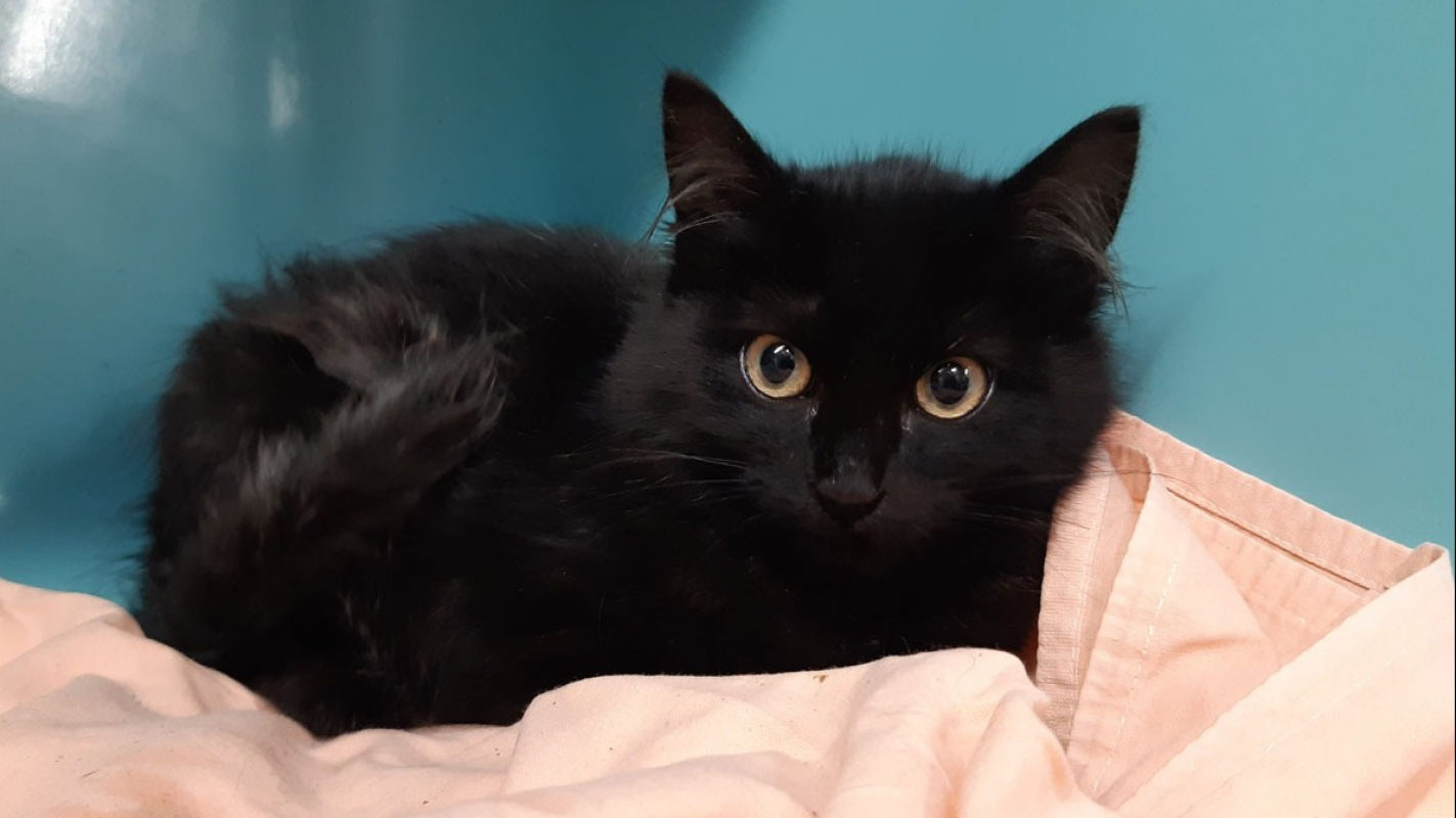 Photo #2 de Maudelle