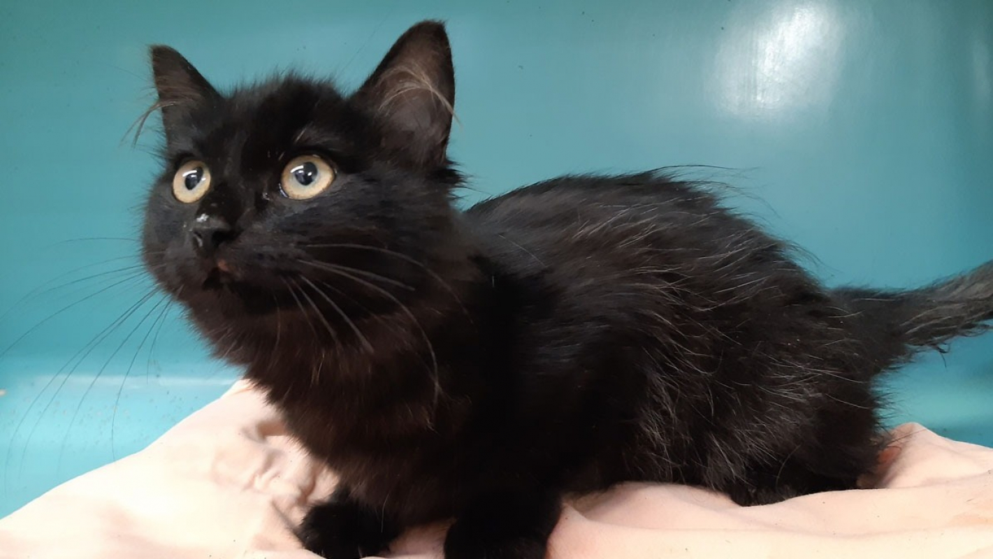 Photo #3 de Maudelle