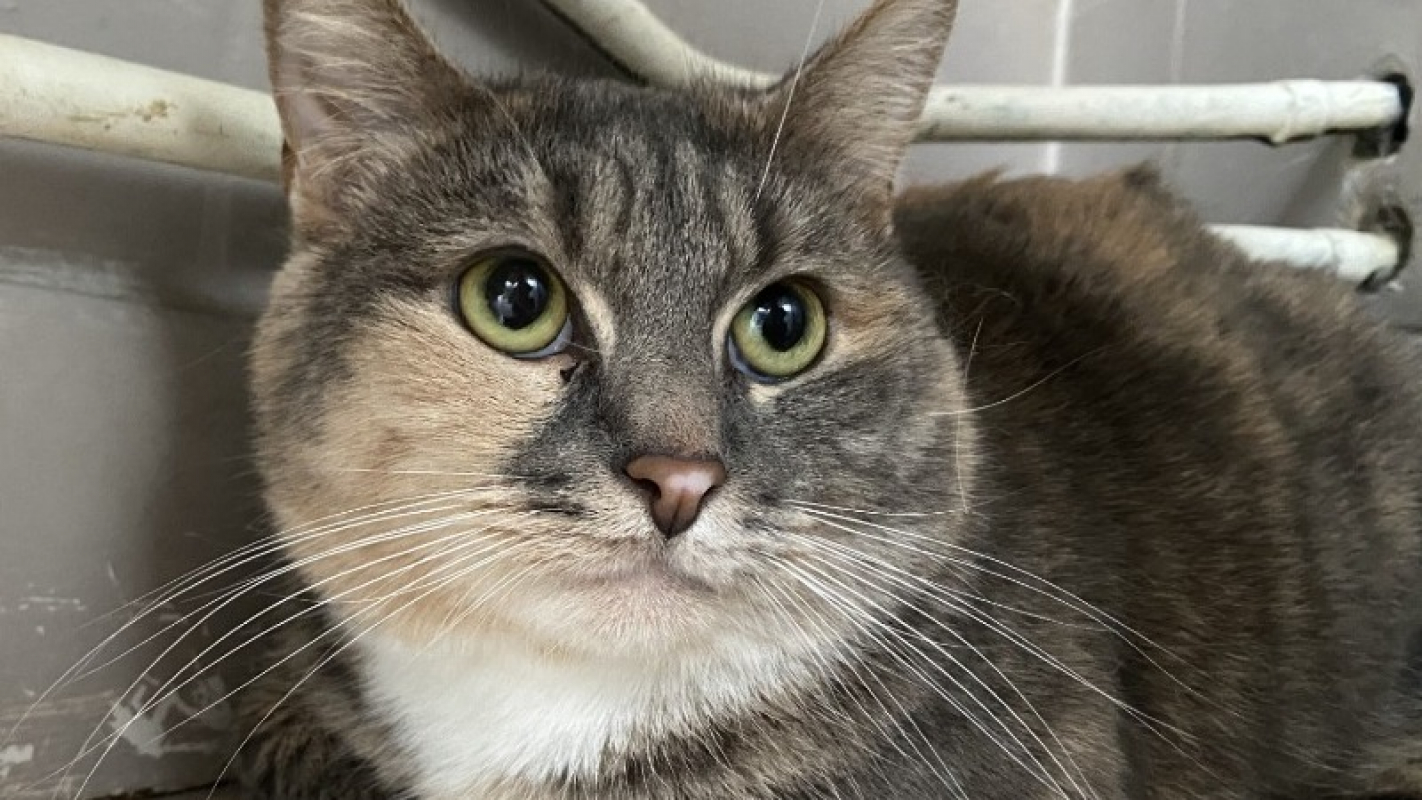 Photo #1 de Messaline