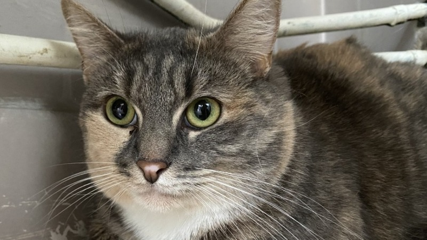 Photo #2 de Messaline