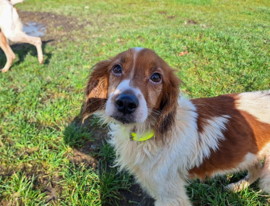 Tobby Tobby réservé - Epagneul Allemand à adopter à Maubert-Fontaine (08 ...