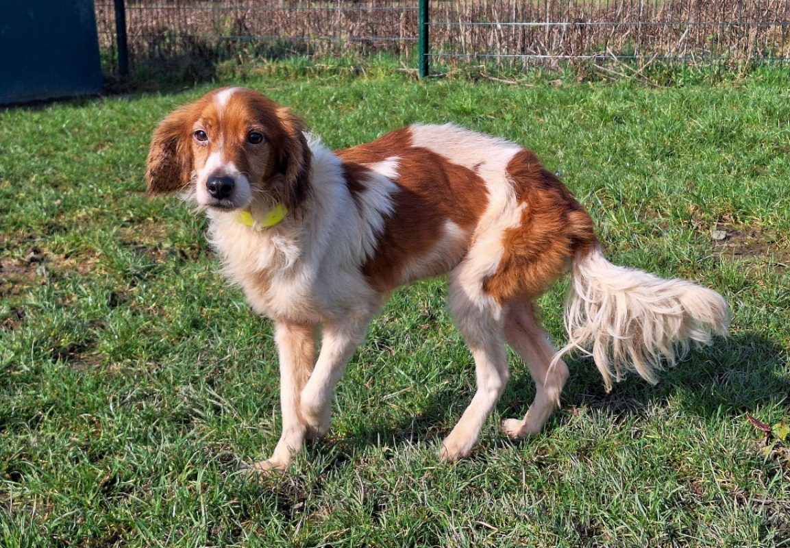 Tobby Tobby réservé - Epagneul Allemand à adopter à Maubert-Fontaine (08 ...