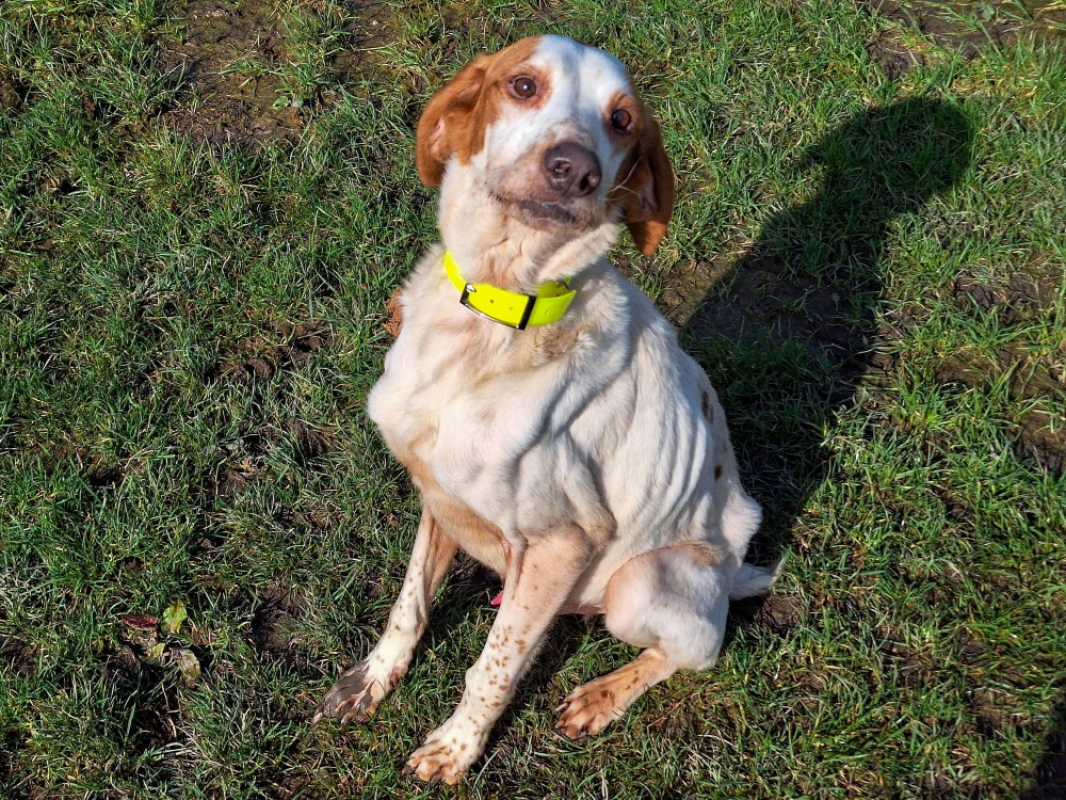 Photo #3 de Octano réservé