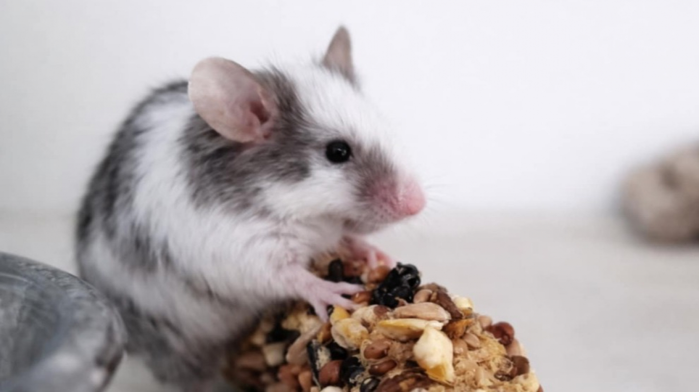 Photo #1 de Mercedes